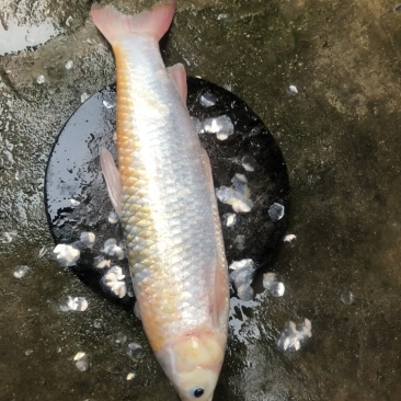 金草鱼、金丝鲩