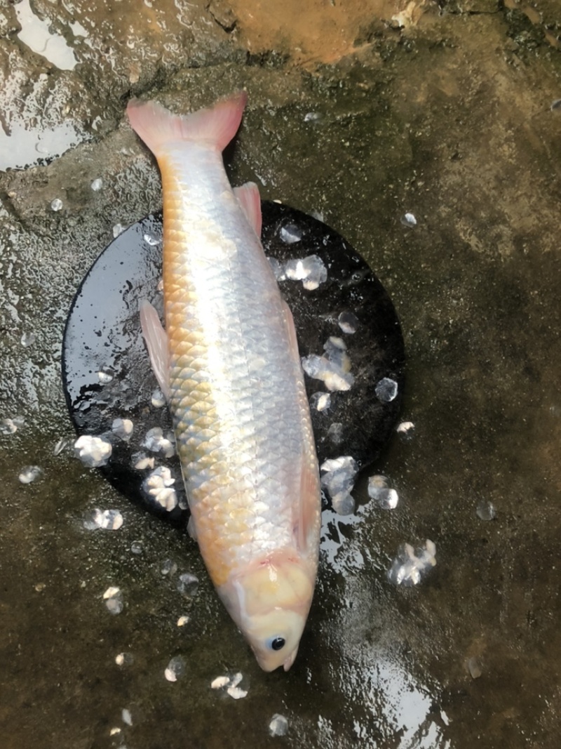 金草鱼、金丝鲩