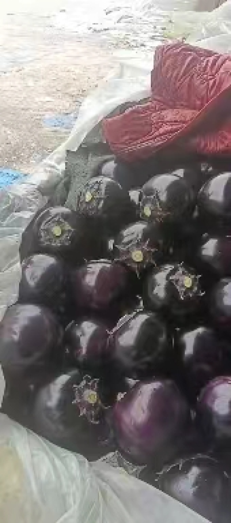 鲁西瓜果蔬菜基地大量供应圆茄，质优价廉。