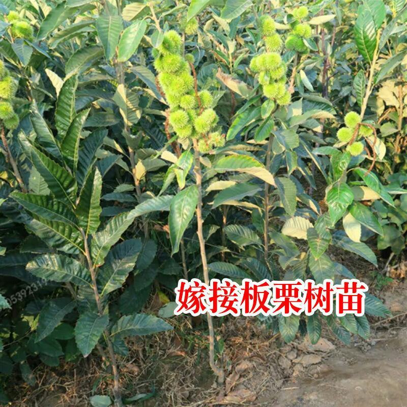 嫁接板栗树苗大红袍油栗当年结果南方北方种植盆栽地栽特大果