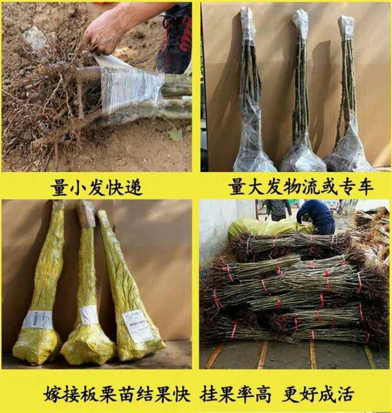 嫁接板栗树苗大红袍油栗当年结果南方北方种植盆栽地栽特大果