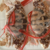 北海红花蟹梭子蟹生猛货冻产品高品质货源