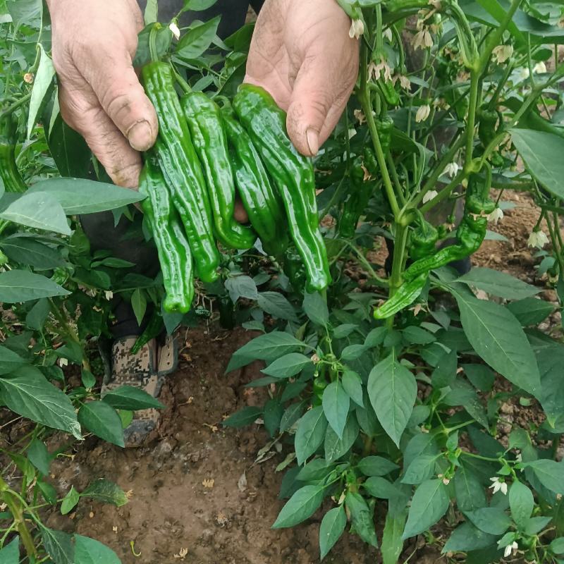 皱皮椒苗新秀辣椒苗，皮薄口感好，辣味重，免费技术指导包邮
