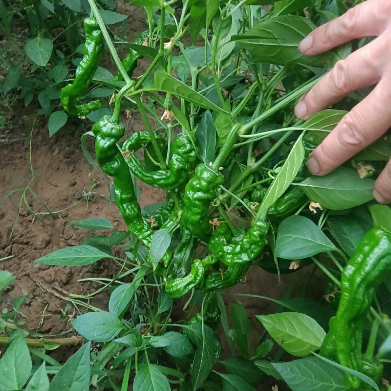 皱皮椒苗新秀辣椒苗，皮薄口感好，辣味重，免费技术指导包邮
