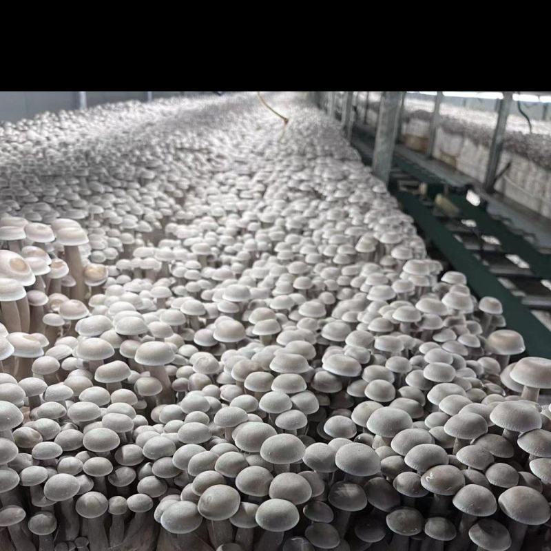 精选丹阳鹿茸菇鲜干品厂家现货直发量大从优