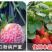 禾益25%乙嘧酚草莓花卉葡萄黄瓜甜瓜白粉病杀菌剂