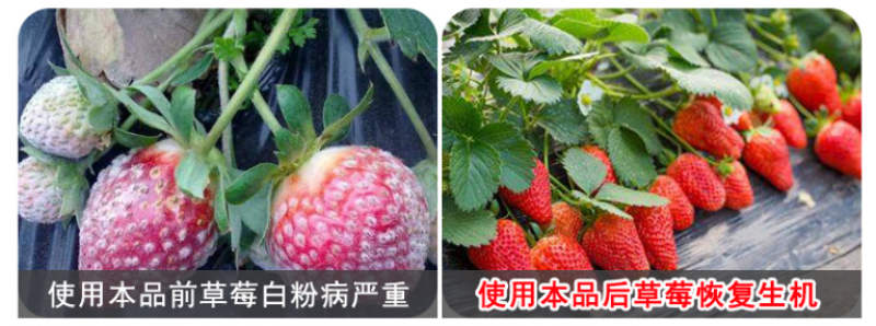 禾益25%乙嘧酚草莓花卉葡萄黄瓜甜瓜白粉病杀菌剂