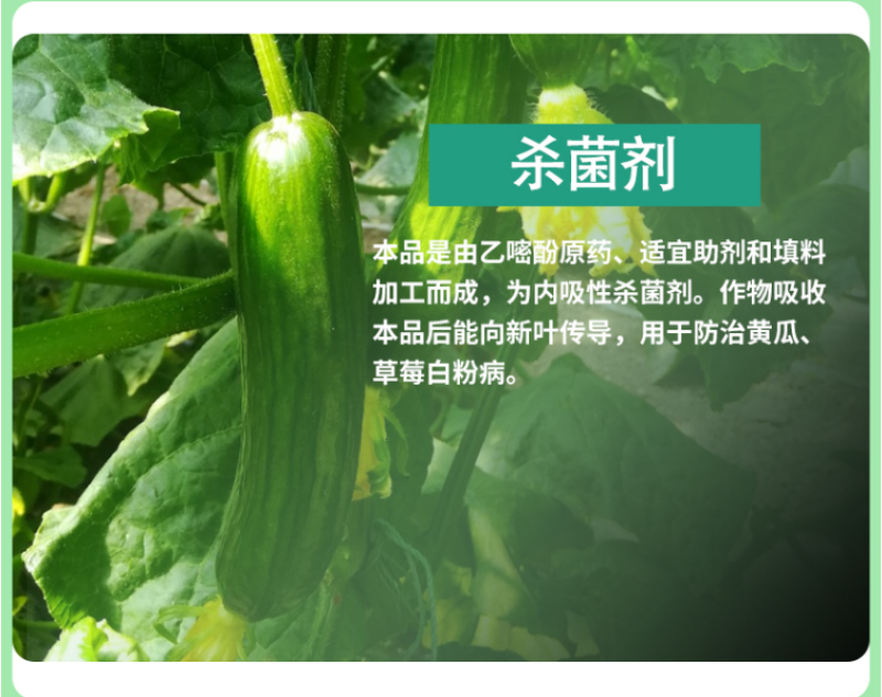 禾益25%乙嘧酚草莓花卉葡萄黄瓜甜瓜白粉病杀菌剂