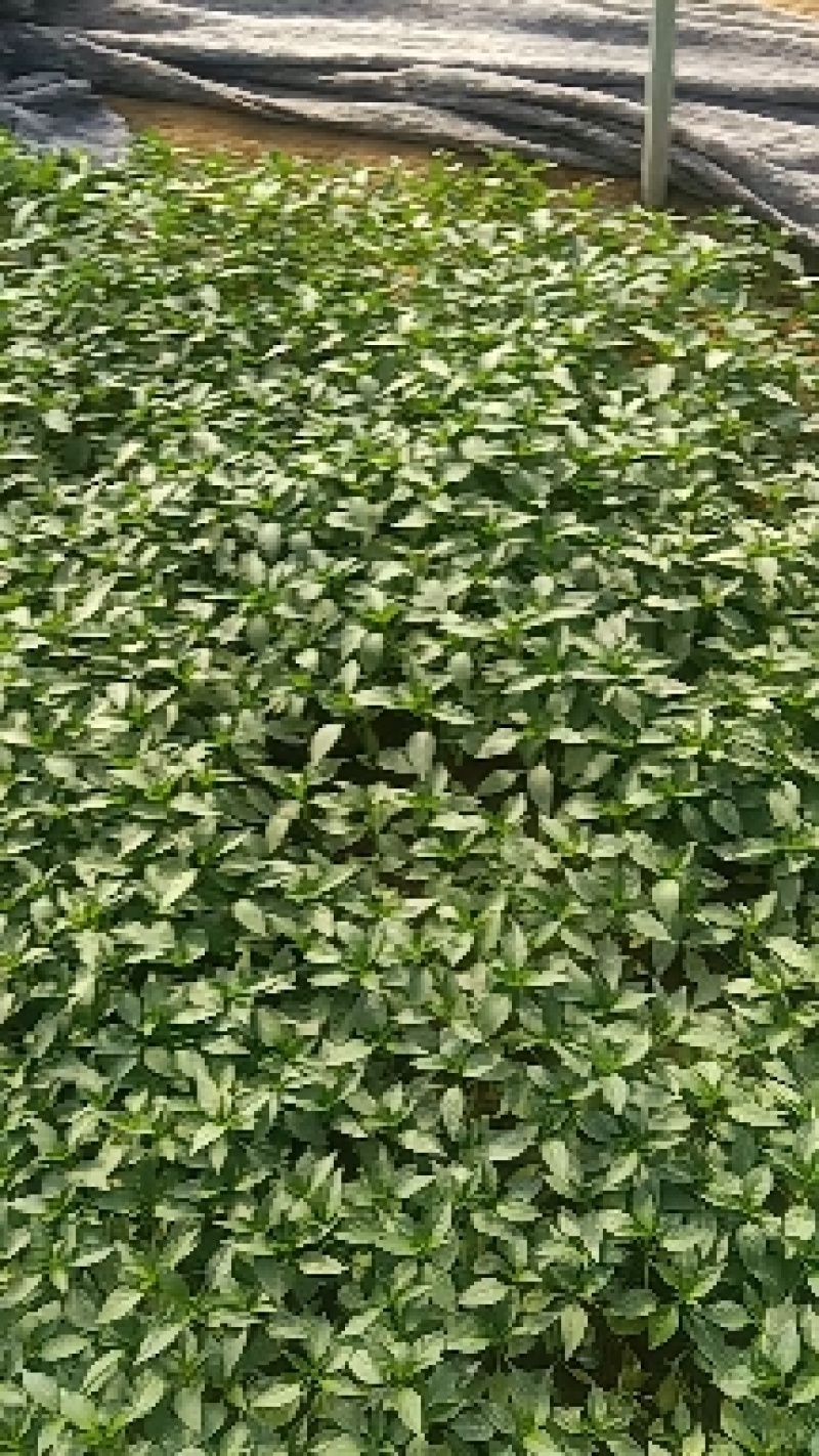 优质黄皮羊角椒苗/抗病毒产量高/成活率高(包邮)