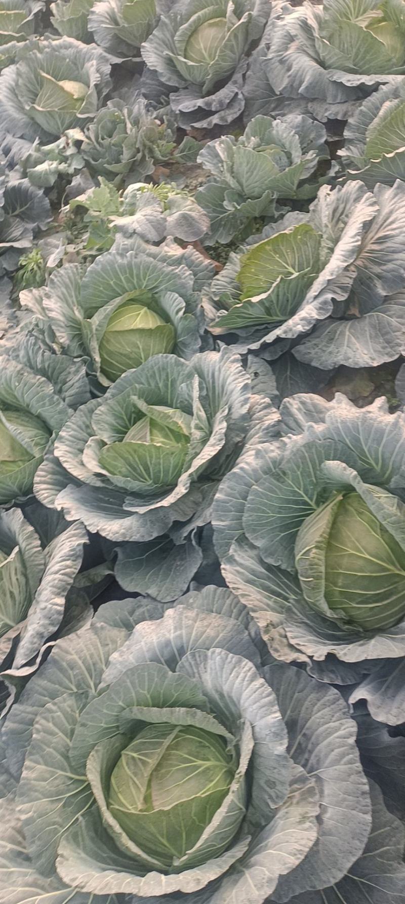 精品云南高原山地优质甘蓝，扁包菜大量上市，货源充足