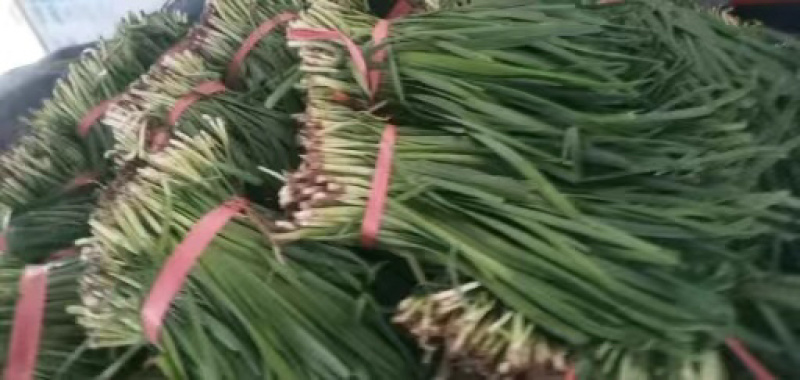 梁山冷棚头茬红根韭菜大量上市