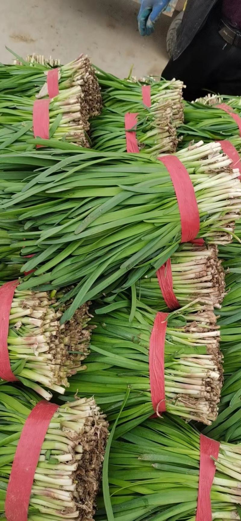 梁山冷棚头茬红根韭菜大量上市