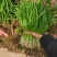 梁山冷棚头茬红根韭菜大量上市