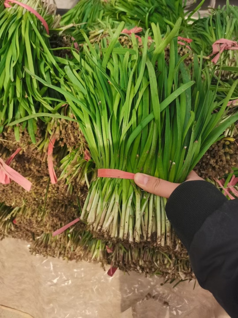 梁山冷棚头茬红根韭菜大量上市