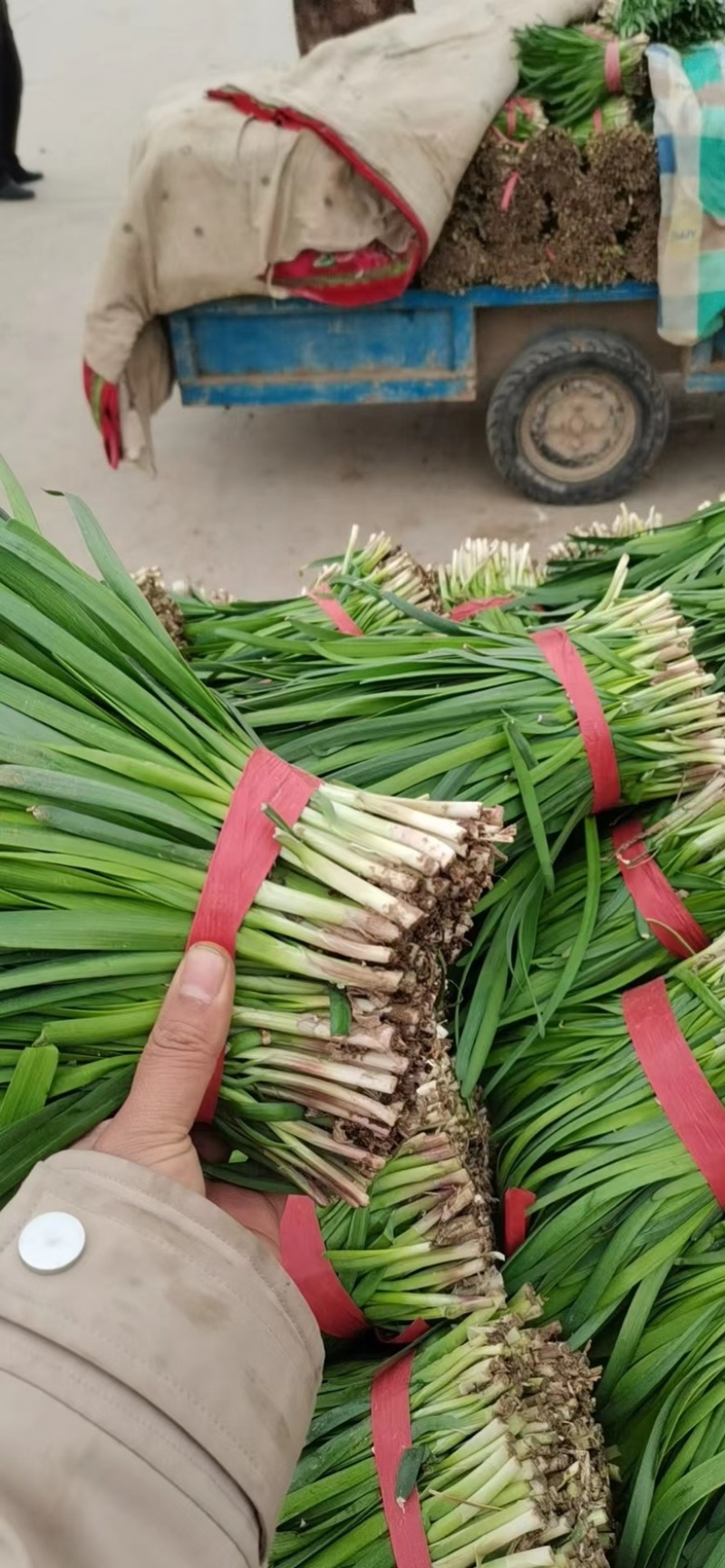 梁山冷棚头茬红根韭菜大量上市
