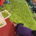 云南小清枣