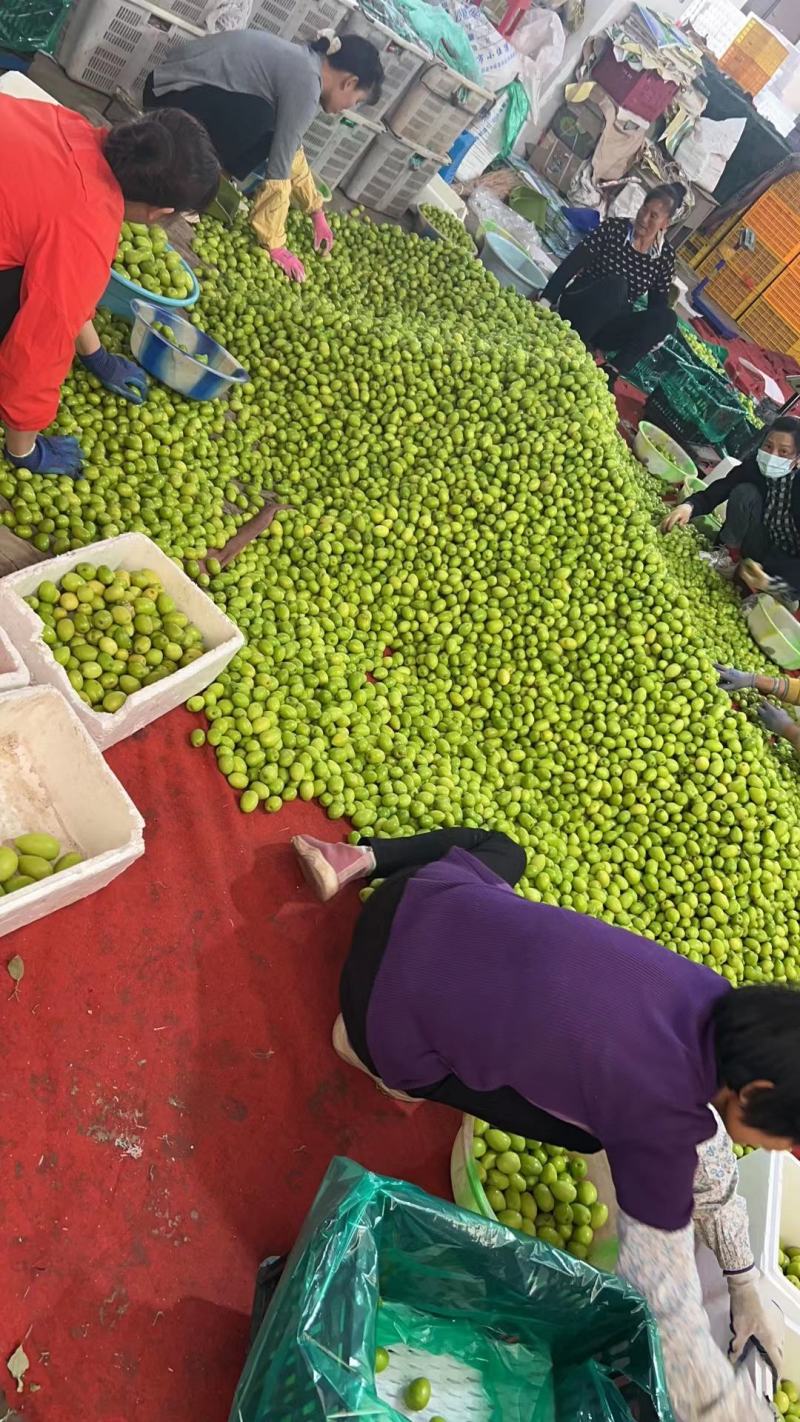 云南小清枣