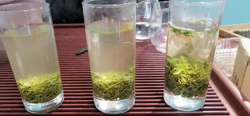 毛尖茶信阳毛尖浓香型绿茶2022新茶明前头采手工炒青罐装