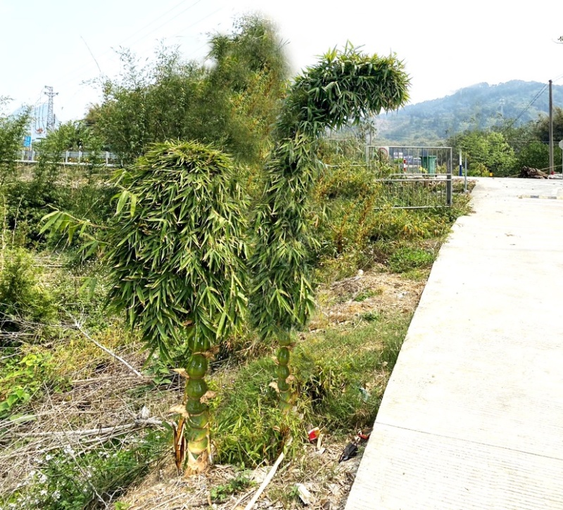 佛肚竹批发整车走通货