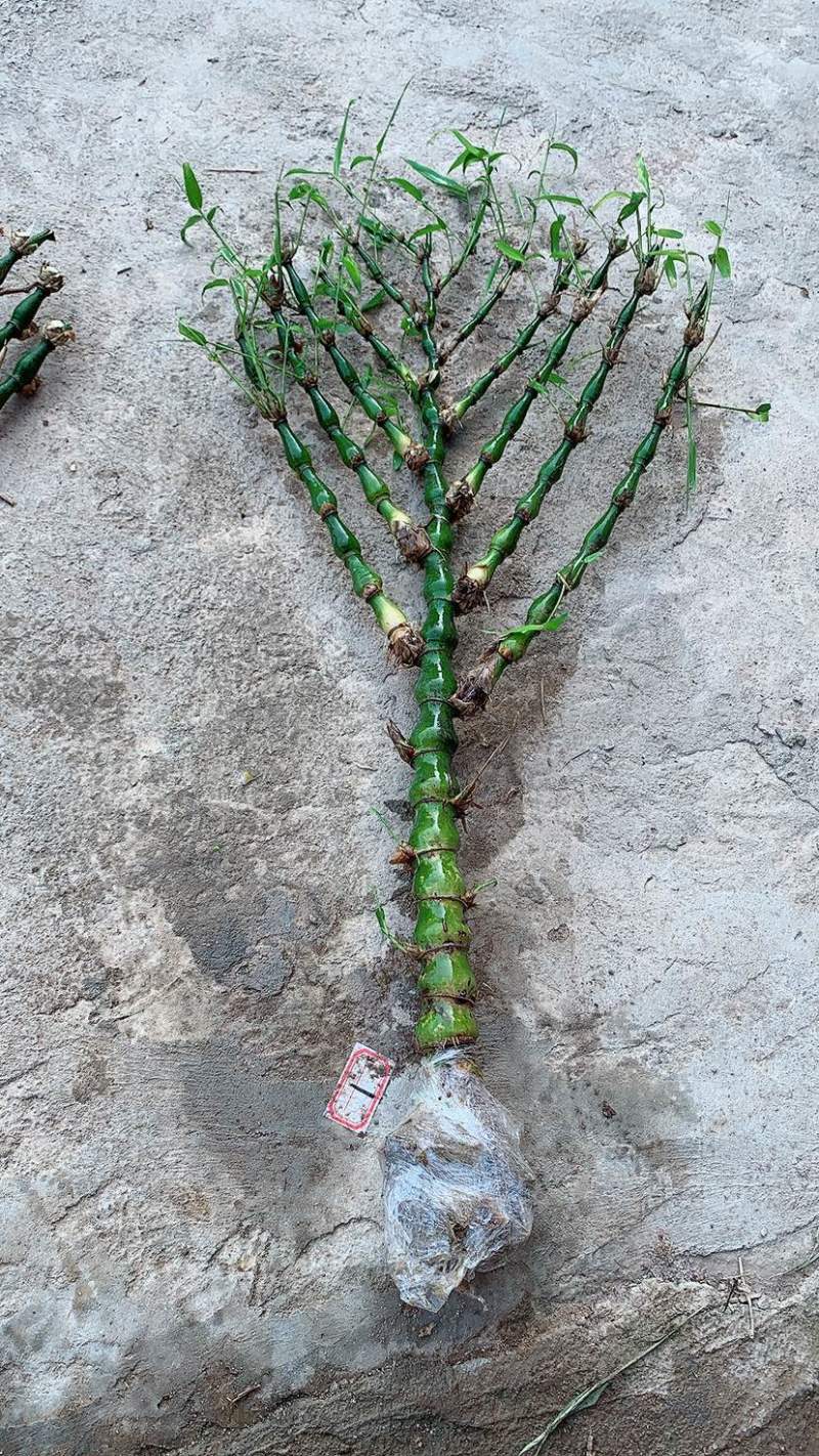 佛肚竹批发整车走通货