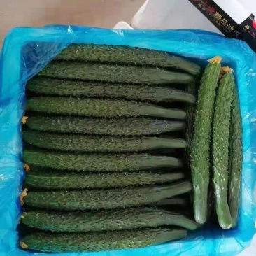 【推荐】密刺黄瓜，顶花带刺，青皮，油量，可以视频看货