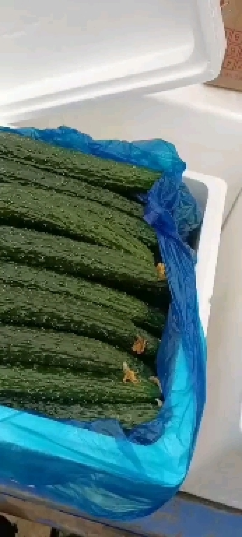 【推荐】密刺黄瓜，顶花带刺，青皮，油量，可以视频看货