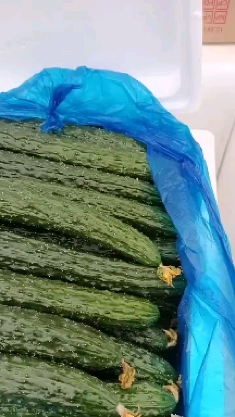 【推荐】密刺黄瓜，顶花带刺，青皮，油量，可以视频看货