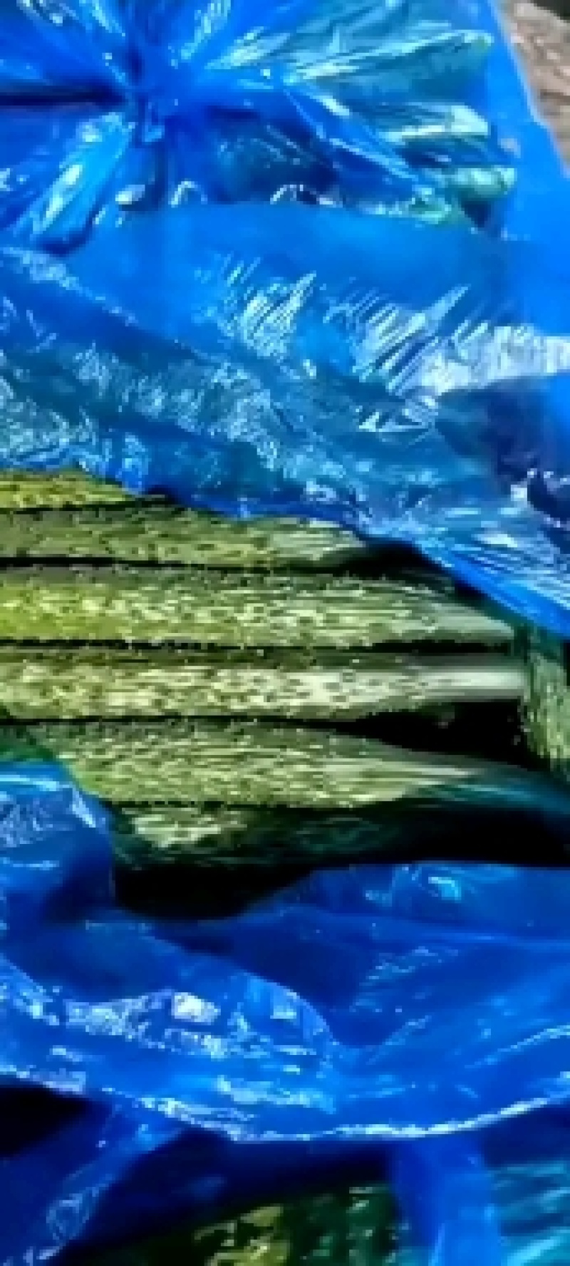 【推荐】密刺黄瓜，顶花带刺，青皮，油量，可以视频看货