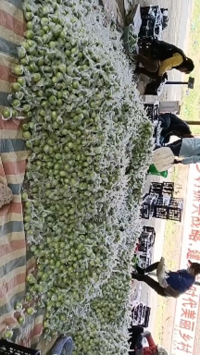 青枣