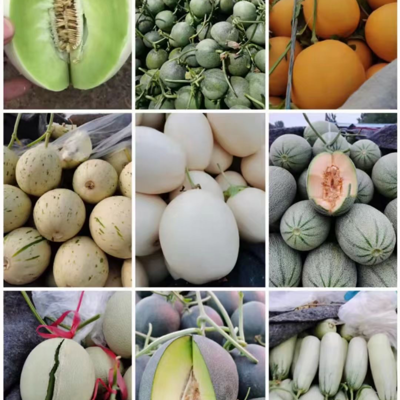 老家万亩甜瓜🍈大量供应：电商，市场，大型商超……