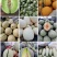老家万亩甜瓜🍈大量供应：电商，市场，大型商超……