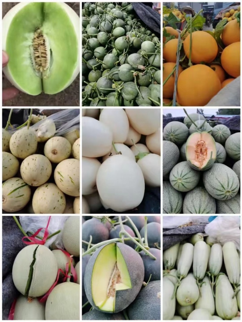老家万亩甜瓜🍈大量供应：电商，市场，大型商超……