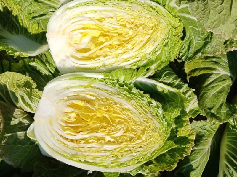 农民种植白菜，小铁头，奥奇粒，柳星菜，青麻叶，流心菜