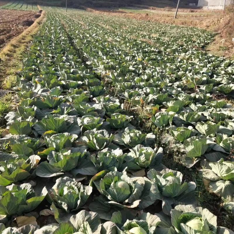 农民种植白菜，小铁头，奥奇粒，柳星菜，青麻叶，流心菜