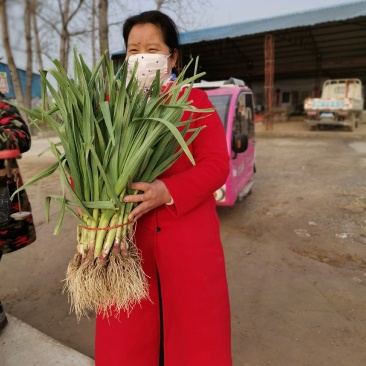 红根蒜苗/江苏徐州丰县红根蒜苗大量上市/对接全国采购商