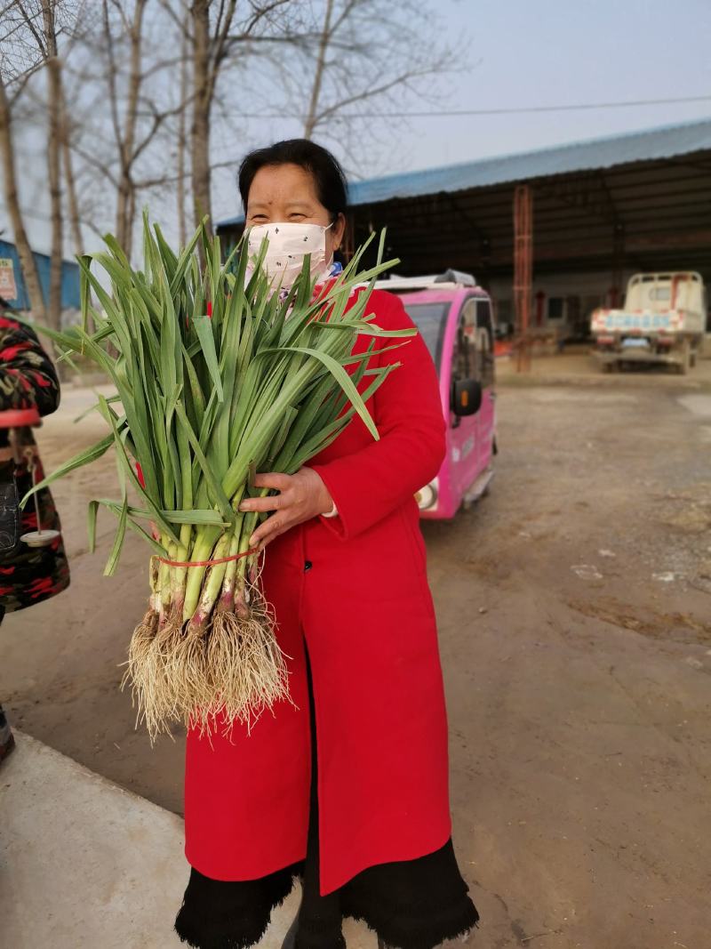 红根蒜苗/江苏徐州丰县红根蒜苗大量上市/对接全国采购商