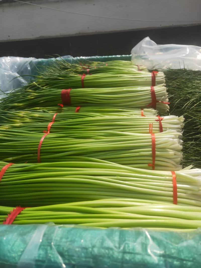 红根蒜苗/江苏徐州丰县红根蒜苗大量上市/对接全国采购商