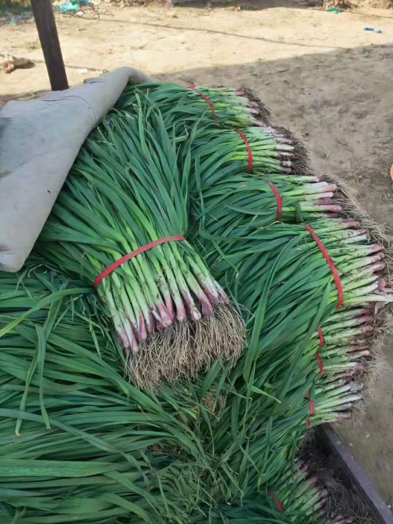 红根蒜苗/江苏徐州丰县红根蒜苗大量上市/对接全国采购商