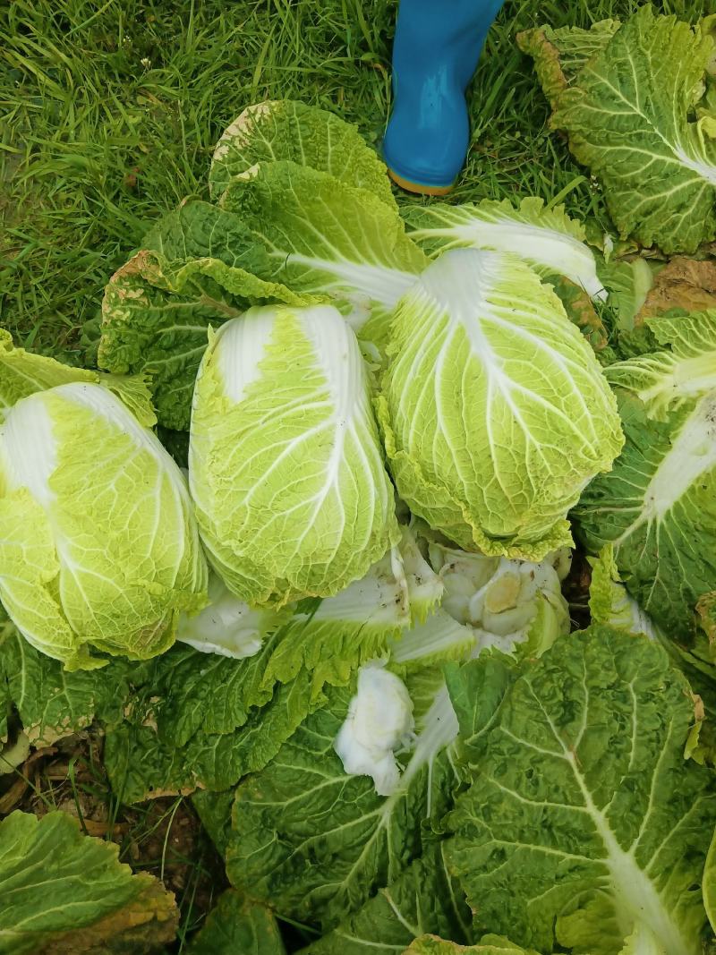 大白菜，有现货，货亮。
