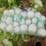 大白菜，有现货，货亮。