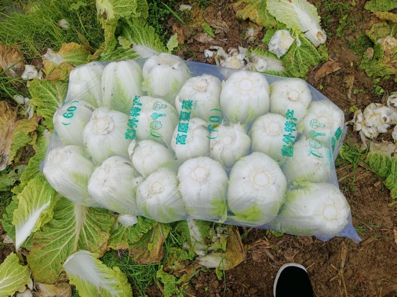 大白菜，有现货，货亮。