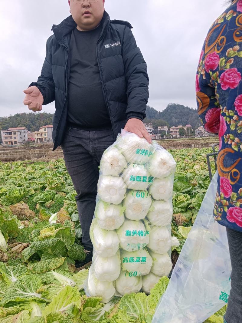 大白菜，有现货，货亮。