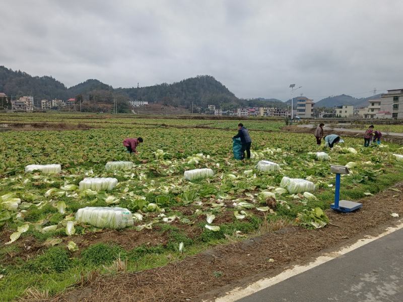 大白菜，有现货，货亮。