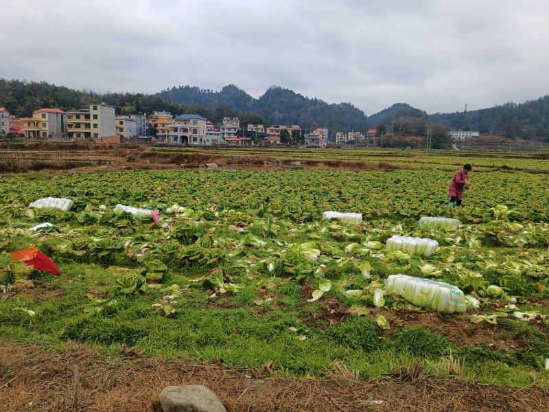 大白菜，有现货，货亮。