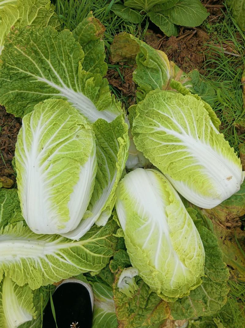 大白菜，有现货，货亮。