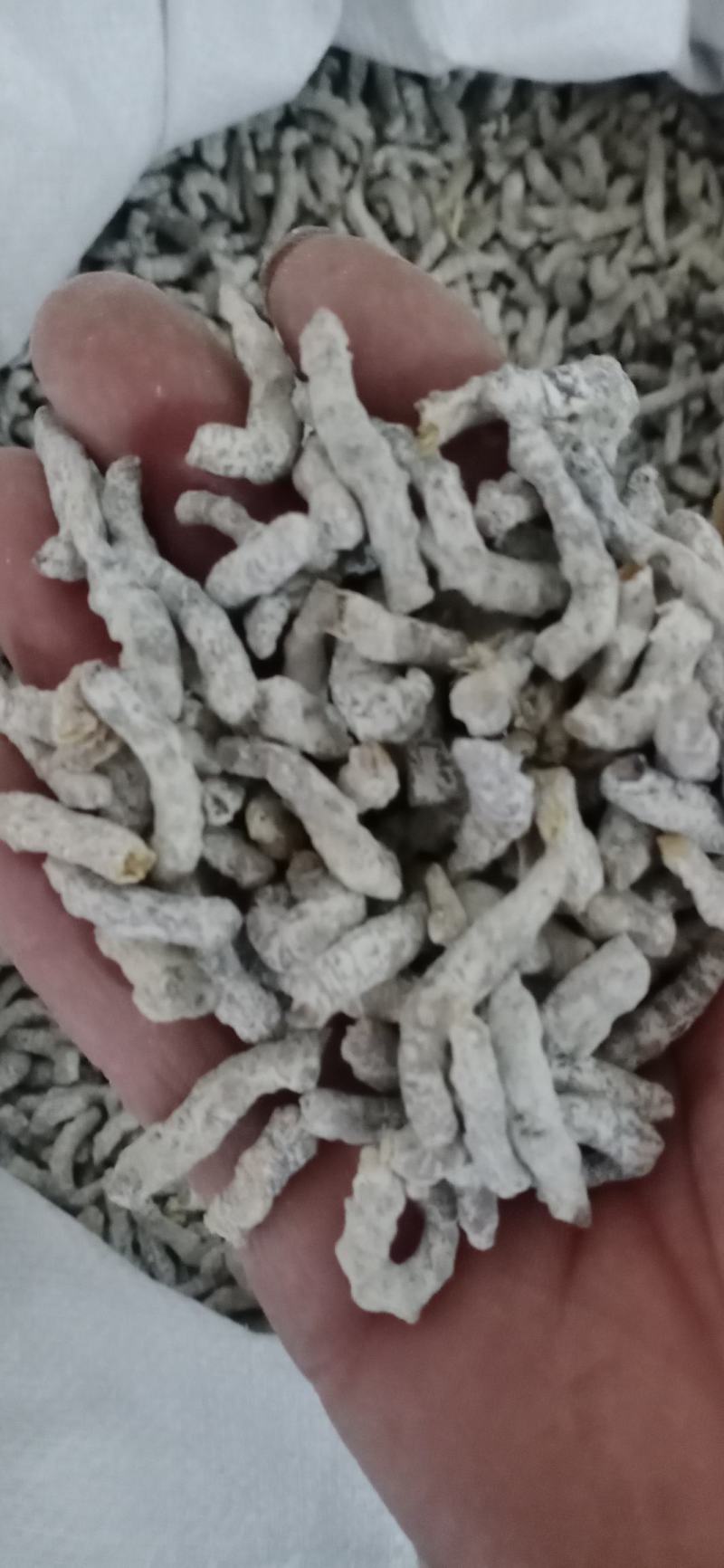 【僵蚕】（白僵蚕.僵天虫.姜僵蚕）药食两用.中药材批发.