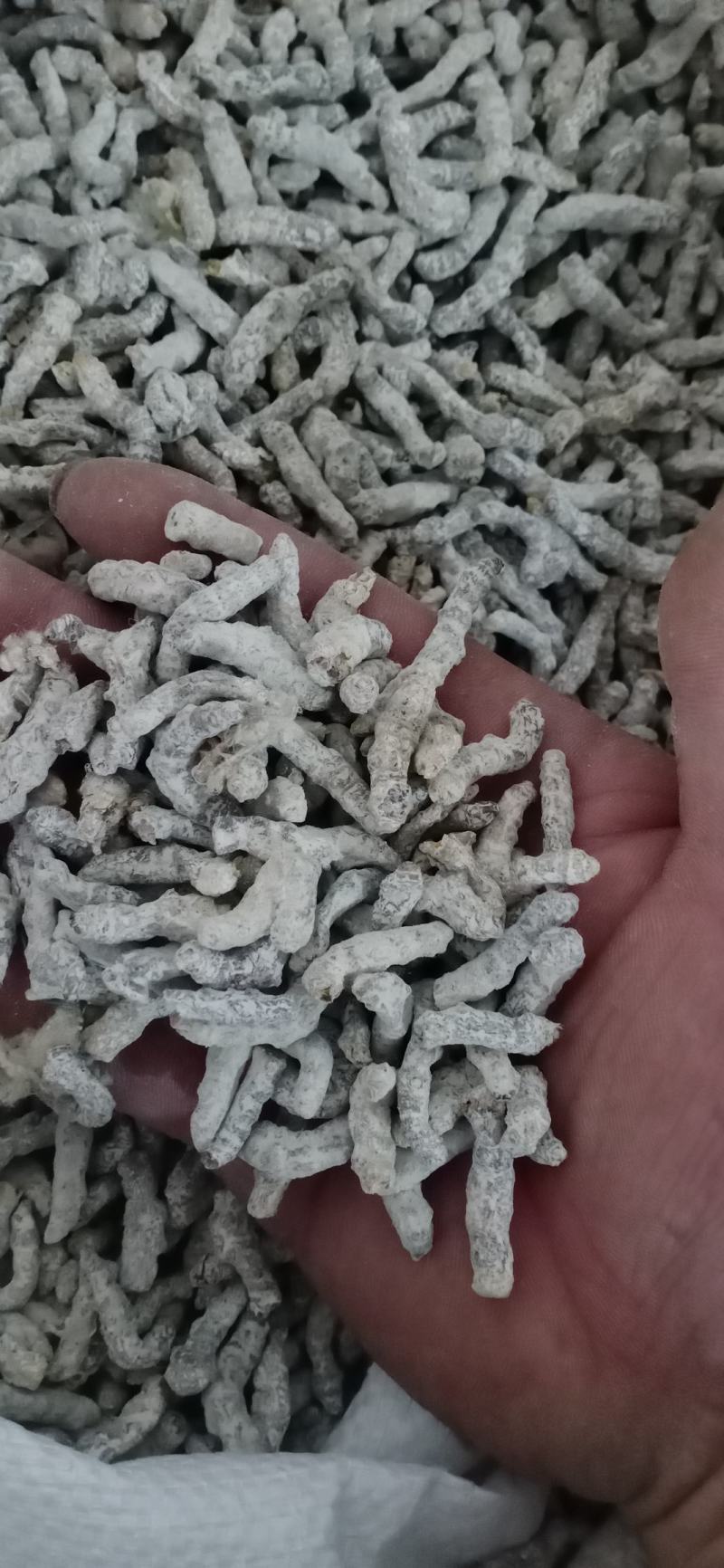 【僵蚕】（白僵蚕.僵天虫.姜僵蚕）药食两用.中药材批发.