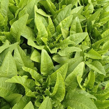 油麦