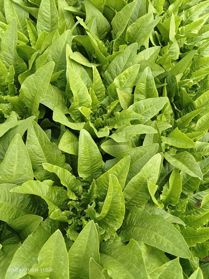 油麦