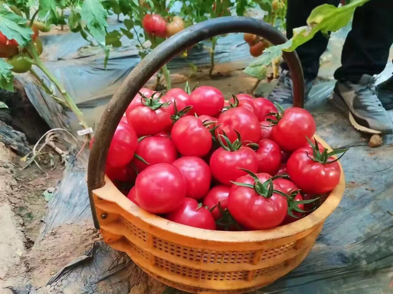 海阳普罗旺斯西红柿在田间成熟